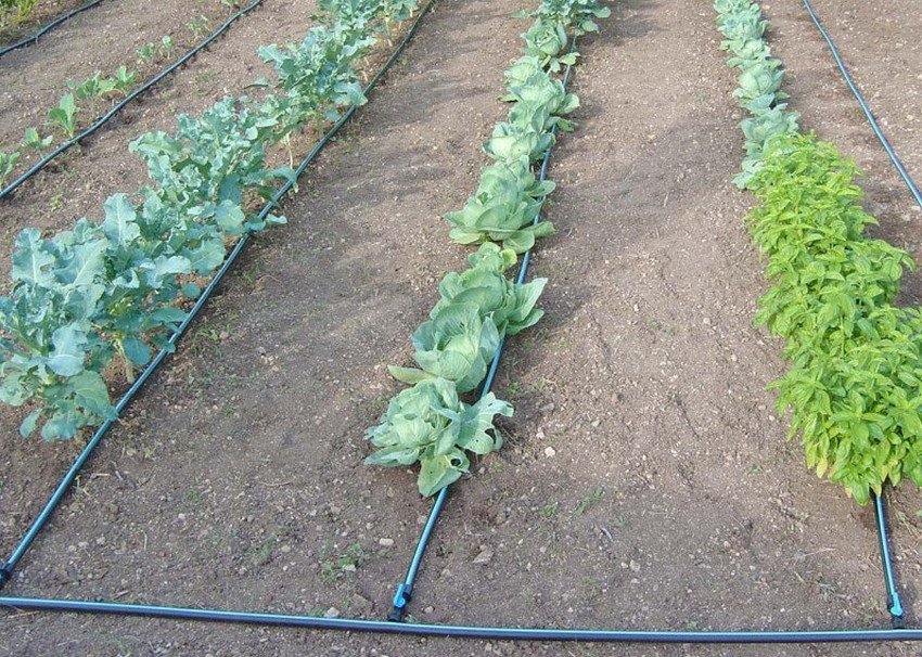 Крапельний полив капусти