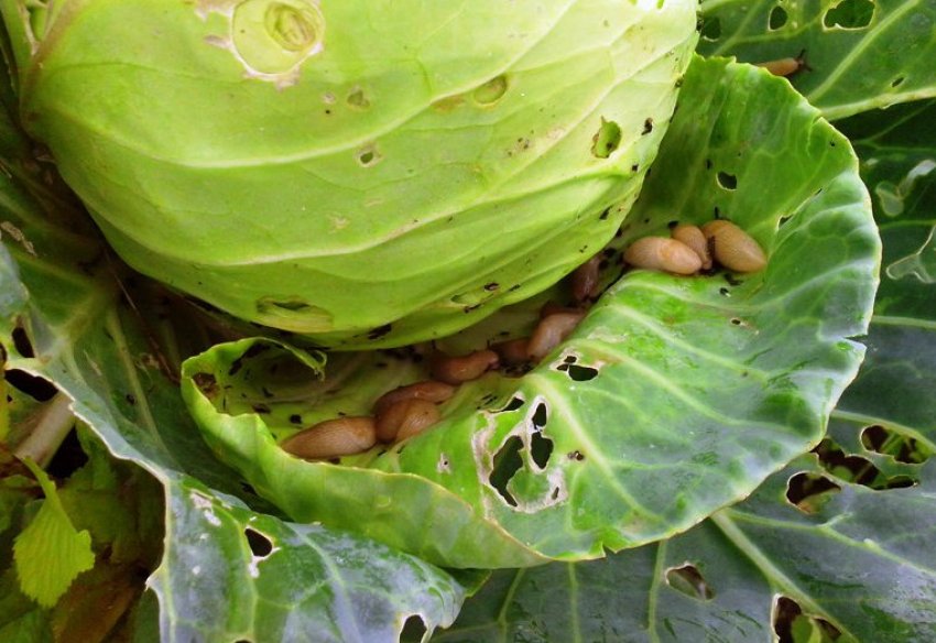 Слимаки на капусті