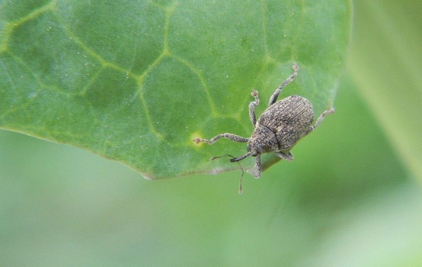 Капустяний прихованохоботник