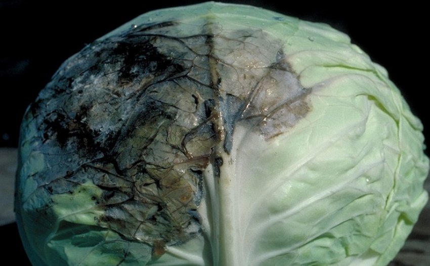 Слизовий бактеріоз капусти