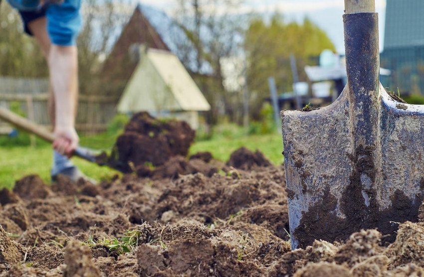 Посадка картоплі