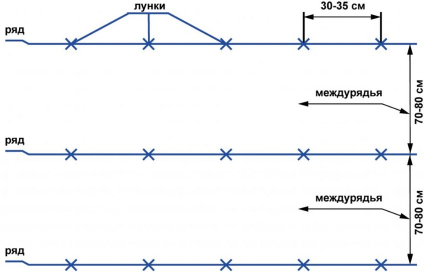 Схема посадки картоплі