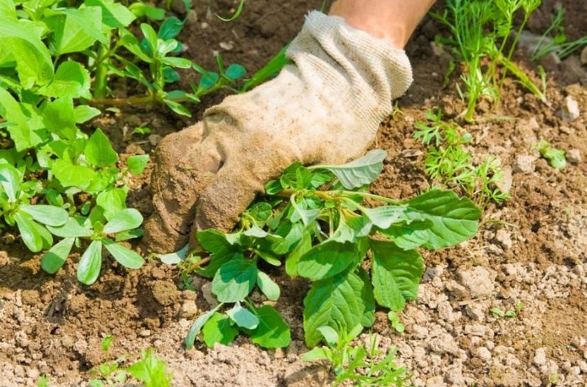 Прополка бур'янів