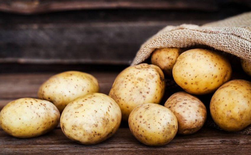 Картопля Мелодія