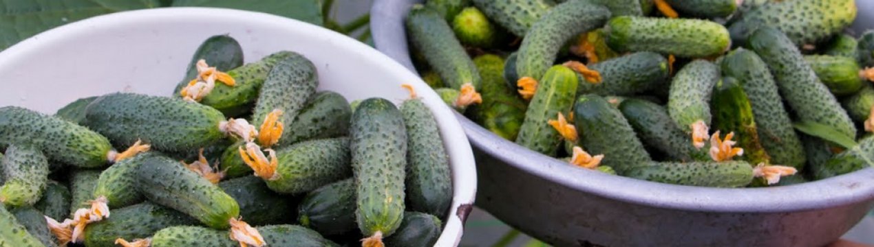 Особливості посадки і догляду за огірками сорти Кріспіна