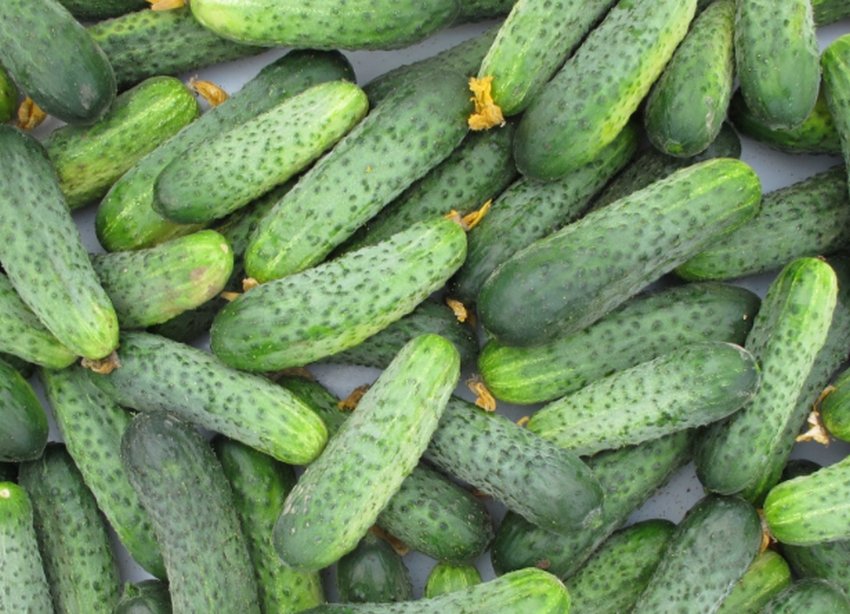 Огірки Кріспіна Огірки Кріспіна