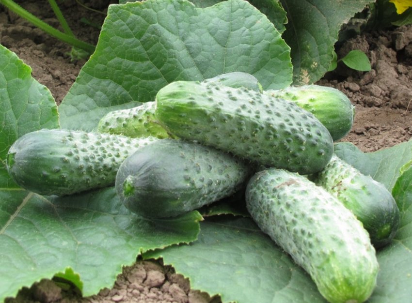 Огірки Кріспіна Огірки Кріспіна