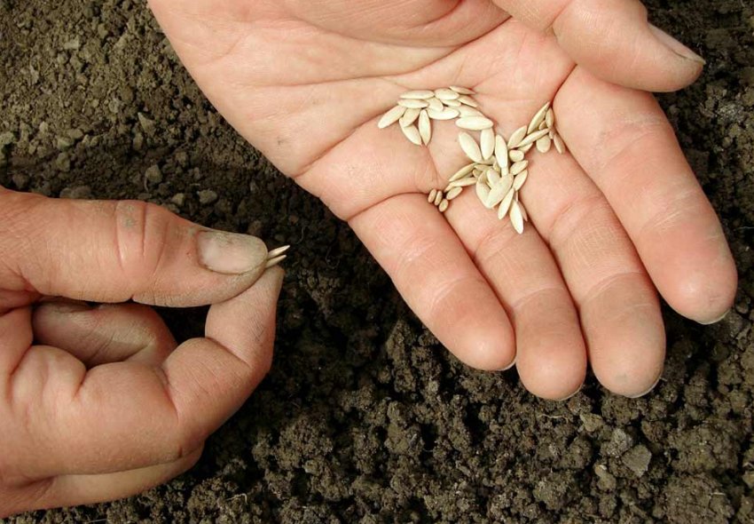 Посів насіння огірків Посів насіння огірків