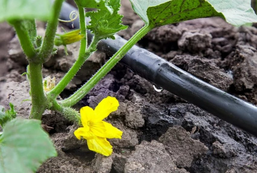 Крапельний полив огірків Крапельний полив огірків