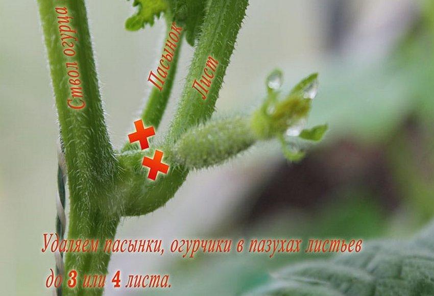 Пасинкування огірків Пасинкування огірків