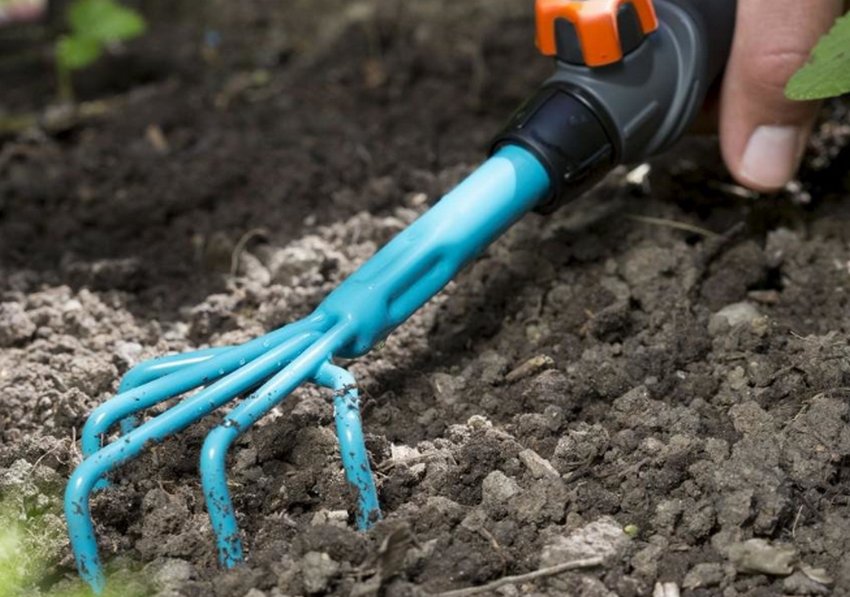 Розпушування грунту огірків Розпушування грунту огірків