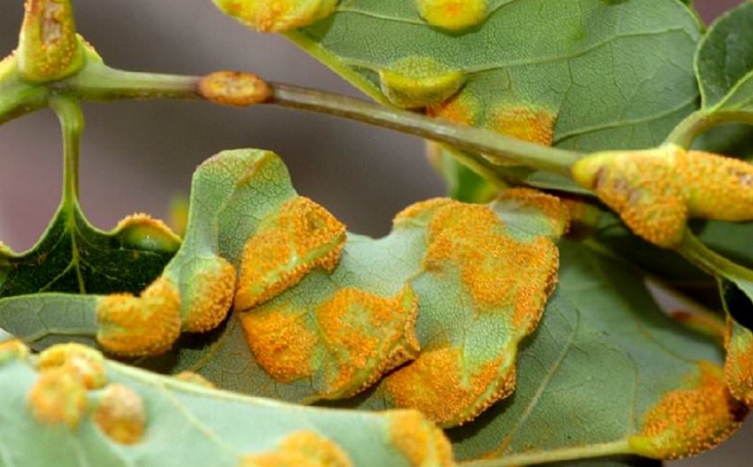 Іржа яблуні