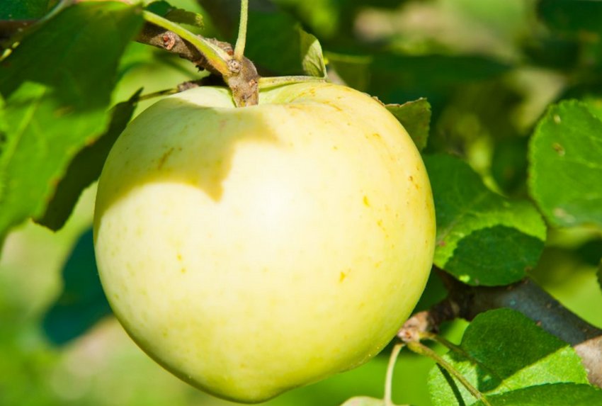 Колоновидна яблуня Медок