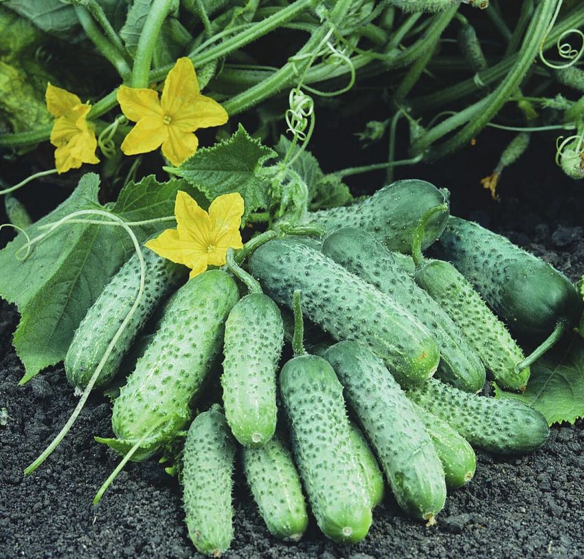 Огірки Пасамонте Огірки Пасамонте