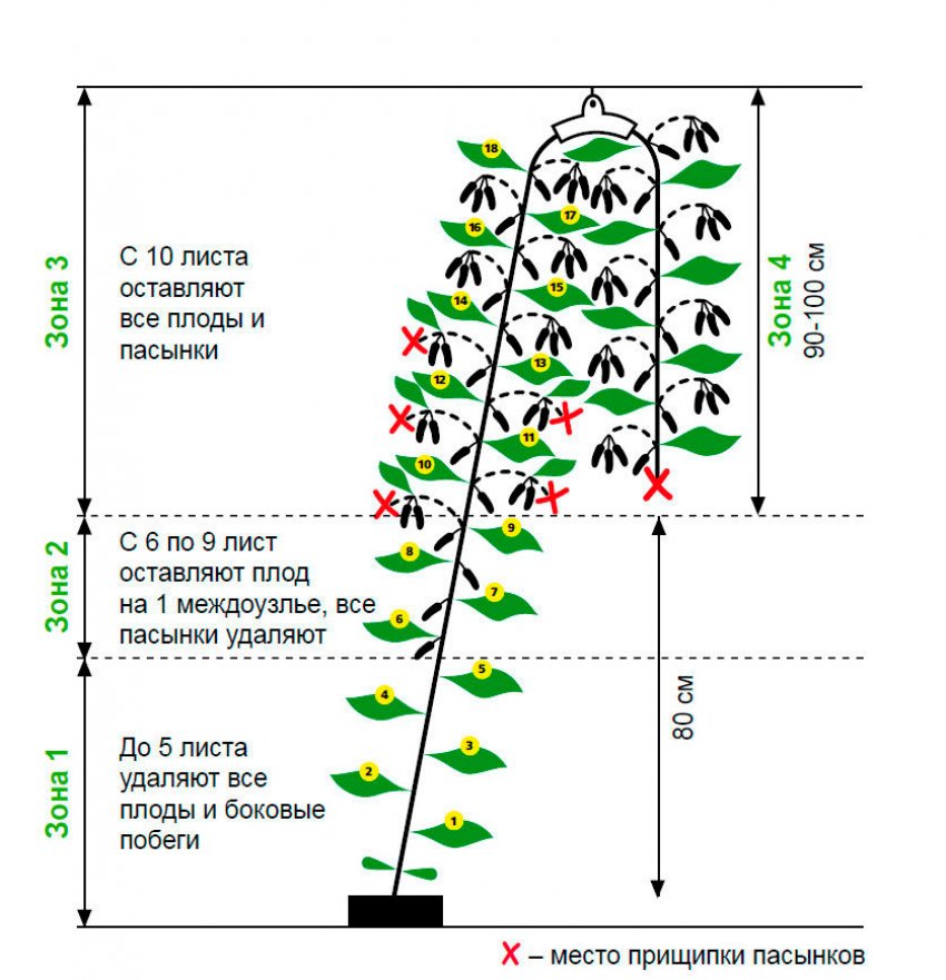 Посадка огурцов при какой температуре. Схема пасынкования огурцов в открытом грунте. Схема формирования стебля огурца. Формирование огурца в один стебель. Огурцы пасынкование и прищипывание в открытом грунте.