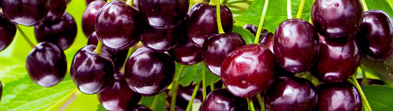 Особливості вирощування та догляду за черешнею сорту Біг Стар