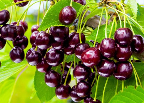 Особливості вирощування та догляду за черешнею сорту Біг Стар