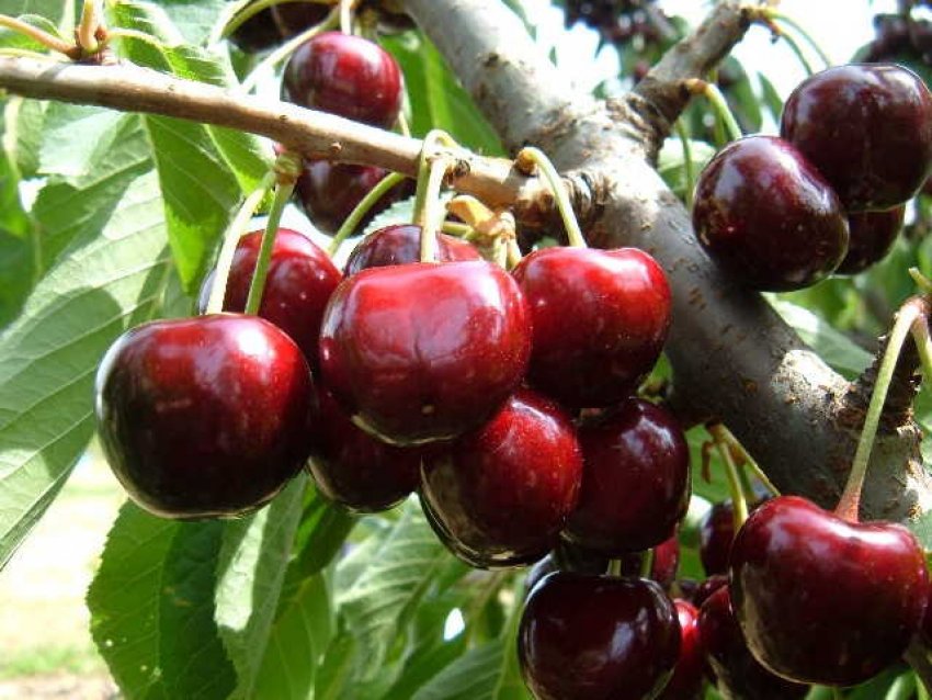 Черешня Біг Стар