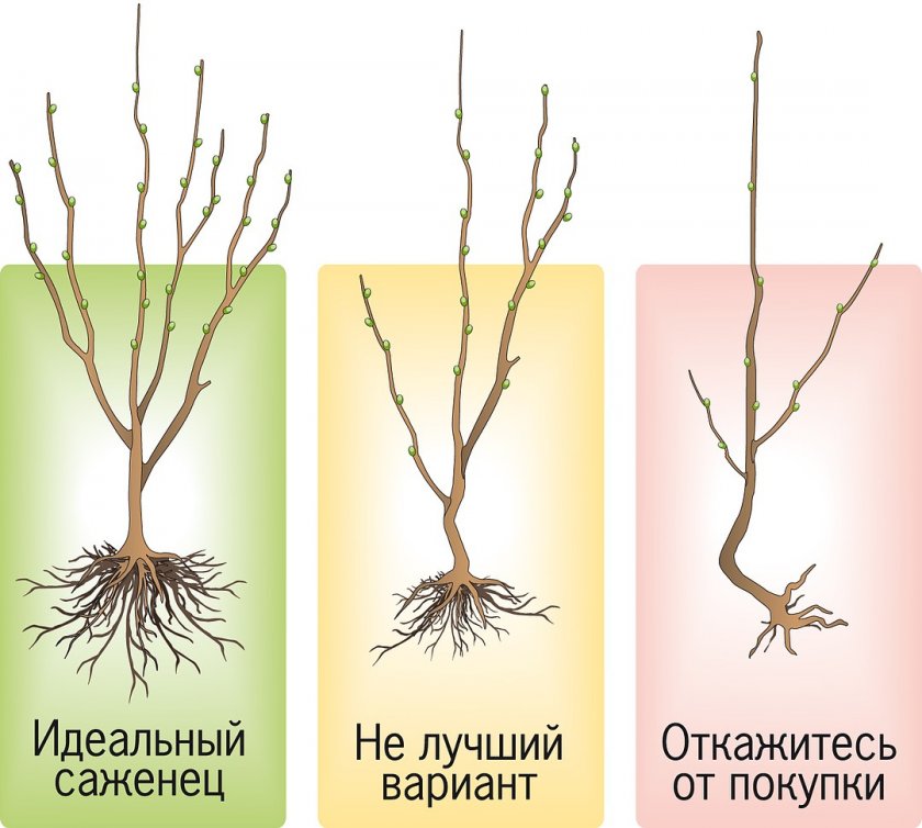 Саженцы плодовых деревьев Саженцы плодовых деревьев