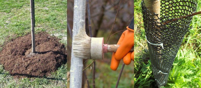 Підготовка черешні до зими