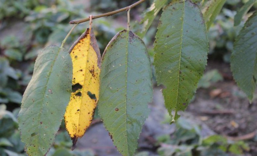 Кокомікоз черешні