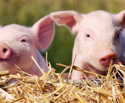 Африканську чуму свиней зафіксували в Тибеті