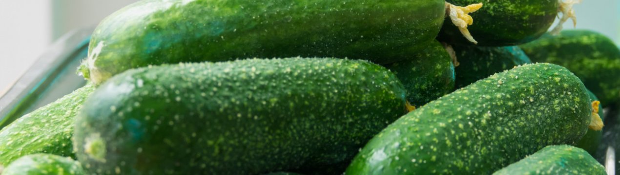 Особливості посадки і догляду за огірками сорти Вязніковський 37