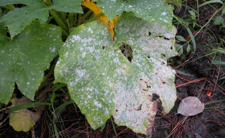 Біла гнилизна огірків