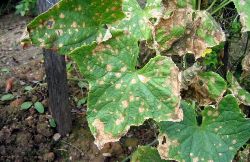 Антракноз огірків