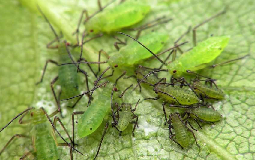 Баштанна попелиця