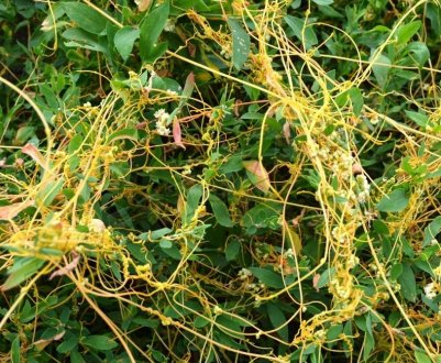 В Австралії гинуть пасовища