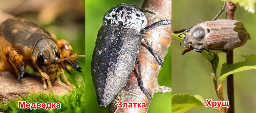 Шкідники черешні