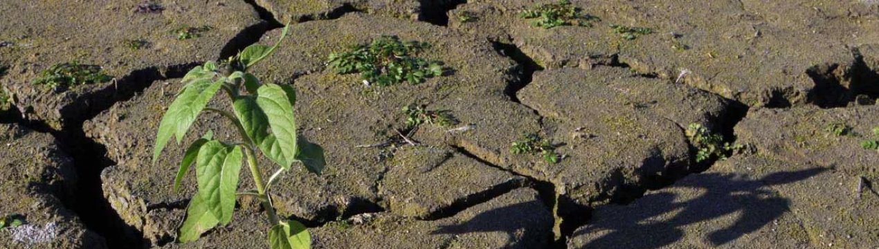 Суховії на Західній Україні не дають спокою аграріям