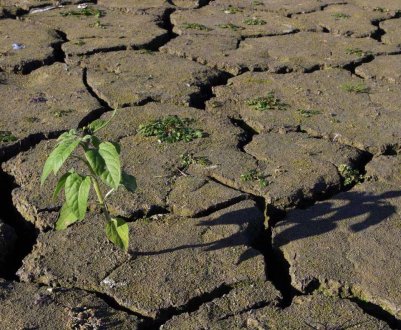  Суховії на Західній Україні не дають спокою аграріям
