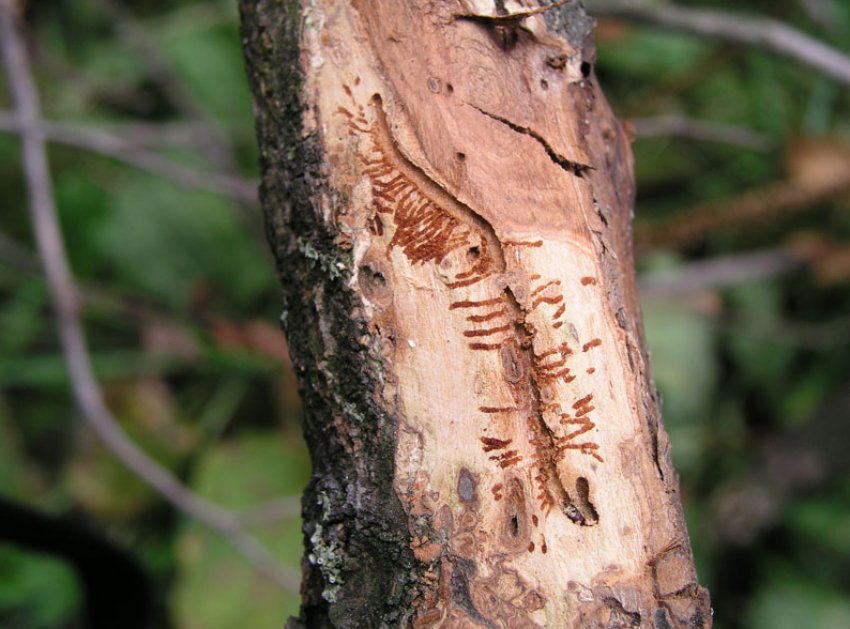 Сліди короеда на черешні