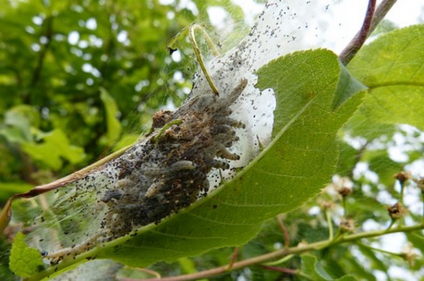 Личинки листовійки