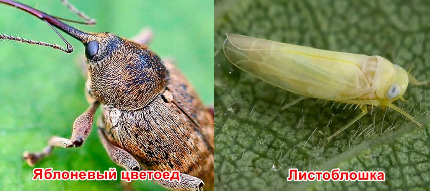 Шкідники черешні