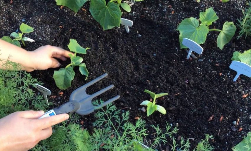 Розпушування грунту огірків