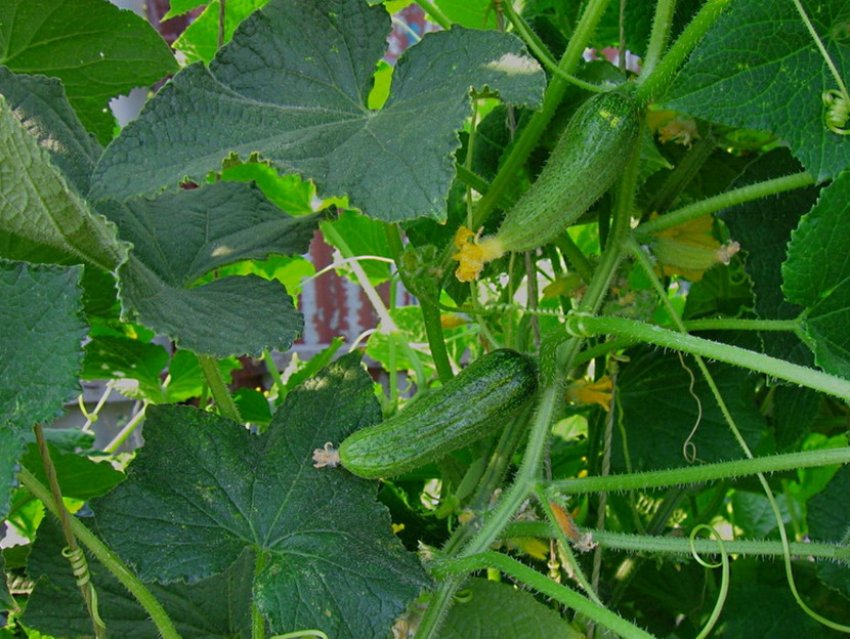 Огірки Гинга F1