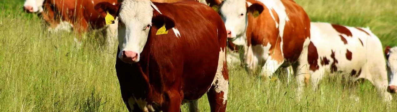 Лейкоз у московських корів будуть викорінювати мільйонами