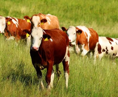 Лейкоз у московських корів будуть викорінювати мільйонами