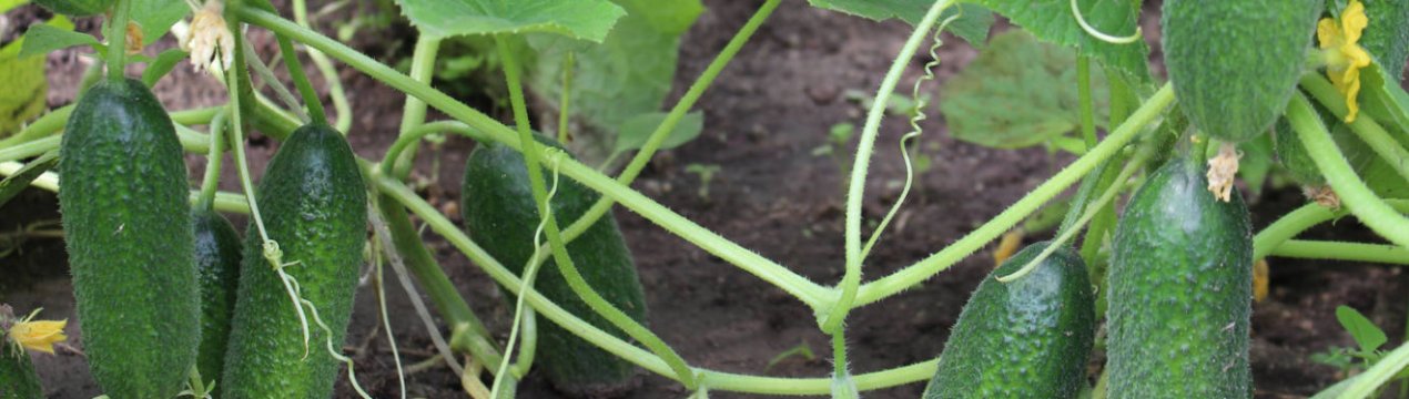 Сорт огірків Алекс: опис та характеристика, вирощування і догляд
