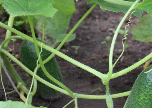 Сорт огірків Алекс: опис та характеристика, вирощування і догляд