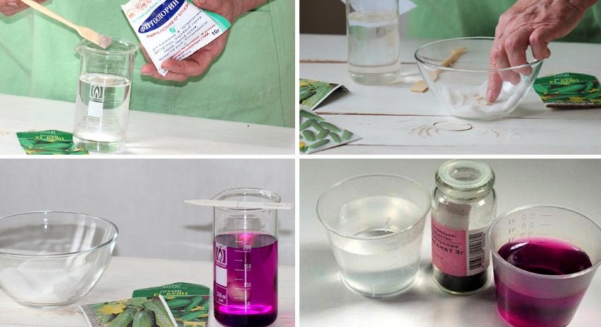 Замочування насіння огірків