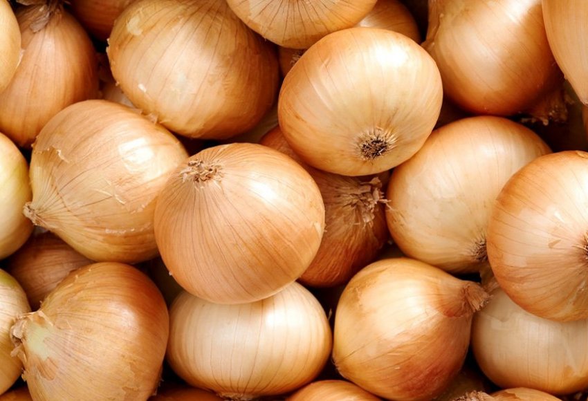 Цибулю Каратальский Цибулю Каратальский