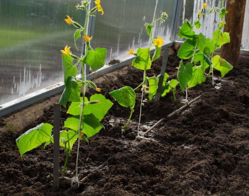 Огірки в теплиці