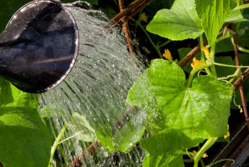 Полив огірків