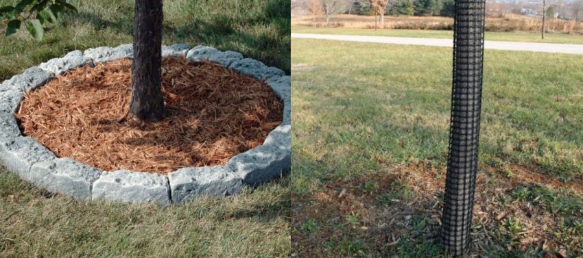 Підготовка яблуні до зими Підготовка яблуні до зими