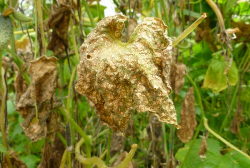 Антракноз огірків