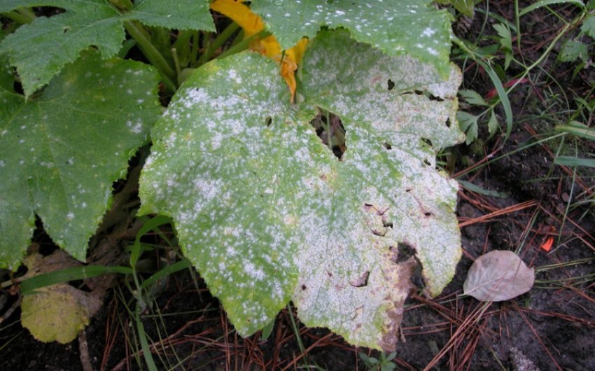 Біла гнилизна